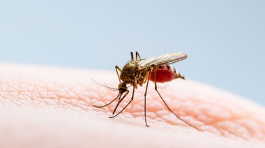 Ya se registraron brotes de dengue en 29 municipios bonaerenses