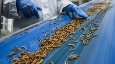 Inauguraron la primera bioplanta de cría de insectos para consumo animal del país