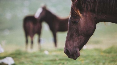 Ya hay cuatro muertes registradas en la provincia de Buenos Aires por encefalitis equina