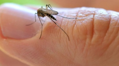 Este miércoles continúa la fumigación contra los mosquitos en distintos puntos de La Plata