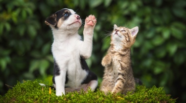 Esta semana el Municipio seguirá vacunando a perros y gatos contra la rabia