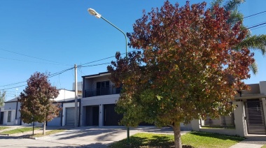 La Justicia ordenó al municipio de Ensenada que suspenda toda actividad de poda y tala sobre el arbolado público