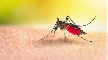El Municipio de La Plata continúa este miércoles su plan para combatir los mosquitos