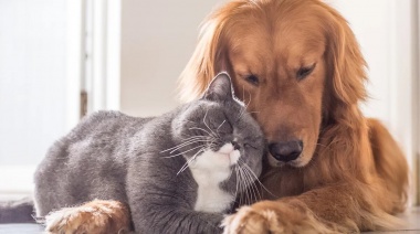 El móvil veterinario de la Municipalidad de La Plata llegará a nuevos barrios esta semana