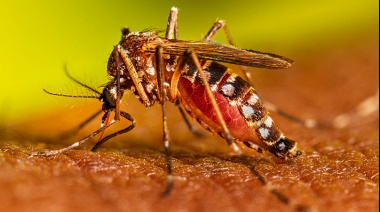 Continúa este jueves el plan integral dispuesto por la Secretaría de Salud de La Plata para combatir el dengue