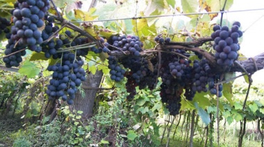Este fin de semana se podrá disfrutar la 21° edición de la Fiesta del Vino de la Costa