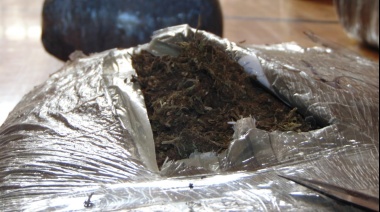 La Justicia entregó marihuana secuestrada a la UNLP para un proyecto de cultivo de cannabis terapéutico