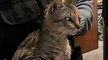 Rescataron una docena de gatos hacinados en una casa, con escasez de agua y en malas condiciones de higiene