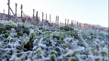 El intenso frío en La Plata tendrá impacto en la cosecha del Cordón Florifrutihortícola y "podría llegar a faltar mercadería"