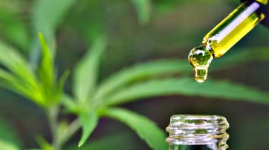 Cómo el CBD está Influyendo en la Cultura del Bienestar