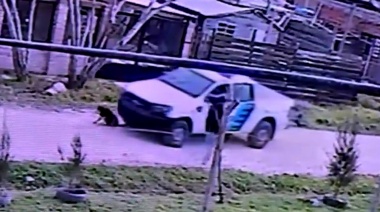 A pura maldad: un patrullero aplastó a un perro que descansaba sobre la calle