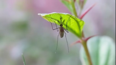 ¿Qué es la Fiebre del Oropouche, la enfermedad zoonótica por la cual la OPS declaró la alerta epidemiológica?