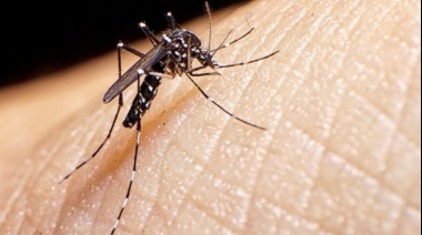 La Provincia calificó la nueva temporada de dengue como "muy grave" y en La Plata avanzan con la producción de repelentes