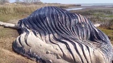 Pesa 36.000 kilos y se alimenta de krill, así es la ballena que apareció en la costa del Río de la Plata