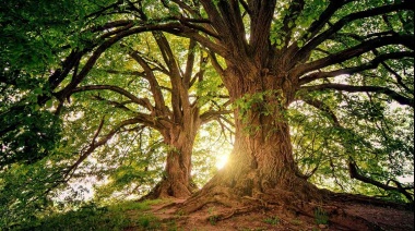 Día del Árbol: Forestar contra el cambio climático