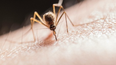 El Municipio de La Plata anunció su plan de acción para prevenir el dengue