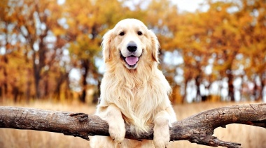 ¿Se va el amor y quién se queda con las mascotas?: un fallo histórico ordenó un régimen de visitas como el de las personas