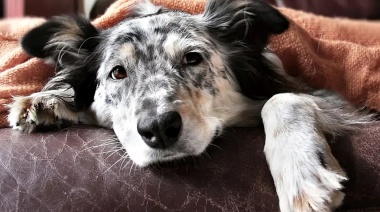 ¿Pueden contagiarse de dengue los perros?