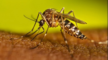 Confirmaron el primer caso de dengue autóctono en la provincia de Buenos Aires
