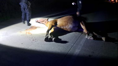 Un hombre que viajaba en auto en La Plata impactó contra un caballo y murieron los dos