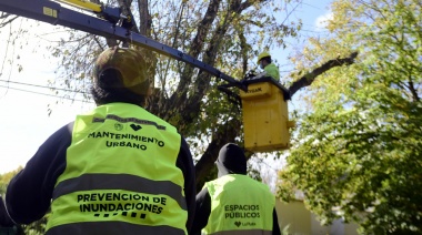 Patrimonio forestal en La Plata: fallo judicial, daño ambiental y futuro censo arbóreo