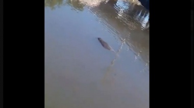 Apareció un lobo marino en el Arroyo El Gato de La Plata