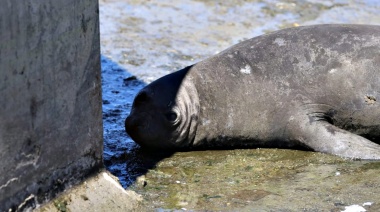 El elefante marino que apareció en un arroyo de La Plata será asistido en Temaikèn