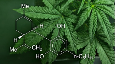 Analizando CBD vs Medicamentos Tradicionales: ¿Una Alternativa Viable?