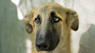 Aumentó el abandono de mascotas durante este verano