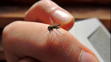 Pese a los malos pronósticos todavía no se registran brotes de dengue en la provincia de Buenos Aires
