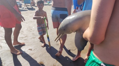 Murió un delfín en Mar del Tuyú luego de que un grupo de personas lo sacara del agua