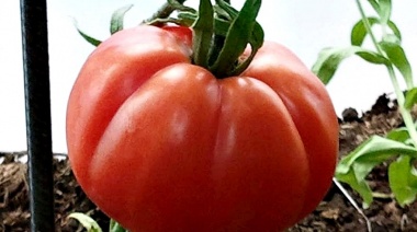 Siguen preparando la 20ª edición de la Fiesta del Tomate Platense, que se realizará el 8 de febrero