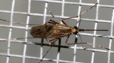 Tras las precipitaciones registradas en La Plata, adelantan una "invasión de mosquitos"