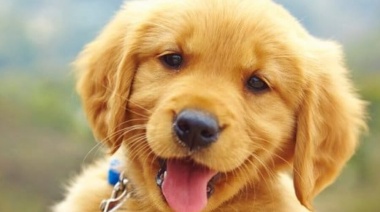 City Bell será sede de un operativo de vacunación y castración gratuita de animales