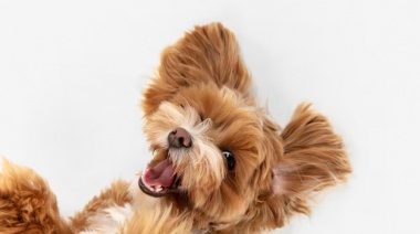 La Municipalidad de La Plata realizará una nueva jornada de vacunación y castración gratuita para perros y gatos en El Rincón