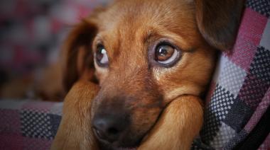 Condenaron a 2 años y 7 meses de prisión efectiva a un hombre que le metió un palo en la garganta a su perro