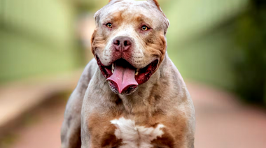 Otro ataque de un pitbull: mató a una bebé tras atraparla en el cuello con su mandíbula