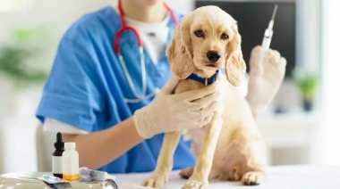 Vecinos de Ringuelet podrán vacunar y castrar perros y gatos de forma gratuita