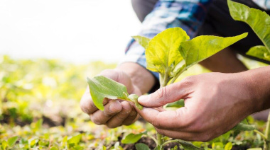Innovación en sistemas de riego para el agro: tecnologías que optimizan el uso del agua