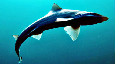 Alertan por la sobrepesca de una de las 54 especies de tiburones que habitan la costa atlántica argentina