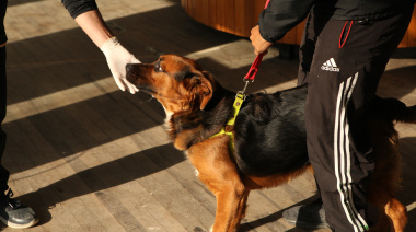 Vecinos de Villa Castells podrán vacunar y castrar a sus perros y gatos de forma gratuita