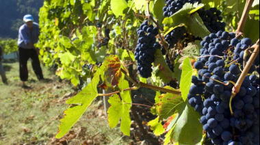Cada vez falta menos para la 22° edición de la Fiesta del Vino de la Costa
