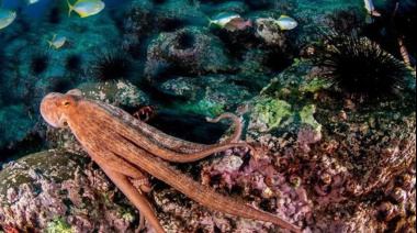 Los recortes de presupuesto a la ciencia ponen en riesgo a 63 áreas protegidas costero marinas de la Argentina