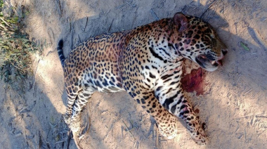 Esta semana condenaron por primera vez al cazador de un yaguareté: ¿por qué es un fallo histórico de casos poco frecuentes?