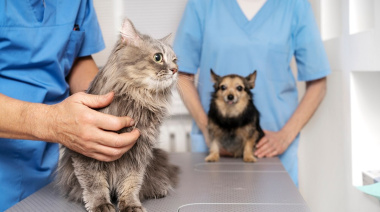 Proponen crear un “Hospital Público Veterinario” en La Plata