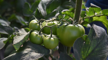 Presentaron los primeros resultados del Relevamiento Florihortícola Platense 2025