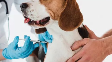 ¿Dónde estarán esta semana las jornadas de castración y vacunación antirrábica para perros y gatos en La Plata?