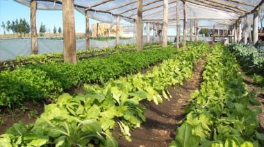 Informe: el cinturón hortícola de La Plata emplea a más de 6 mil personas con una producción anual estimada en 100 mil toneladas