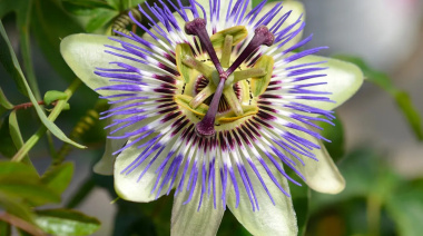 La Plaza Moreno será sede de una nueva edición de La Plata en Flor 2025