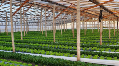 Dieron a conocer el primer informe del Cordón Florihortícola Platense 2025: emplea a más de 6.200 personas